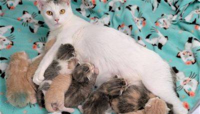 Беременность кошек: что нужно знать владельцам - mur.tv