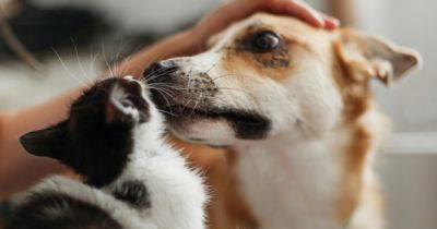 Ініціатива Save Pets of Ukraine перезапускає проєкт патронажу притулків: 16 шелтерів та ще більше допомоги для адопції тварин - womo.ua - Украина