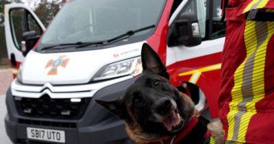 Собаки-рятувальники кінологічної служби, які шукають людей під завалами, отримали новий спеціалізований транспортний засіб - womo.ua