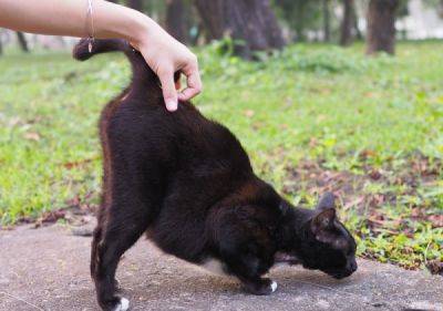 Почему кошки любят поднимать заднюю часть тела, когда их гладят - porosenka.net - республика Коми