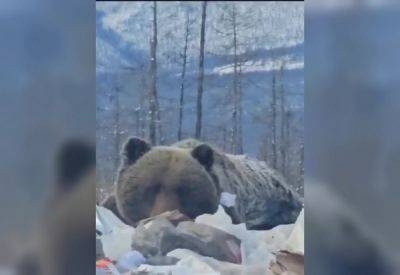 В Якутии упитанный медведь захватил местную свалку - porosenka.net - республика Саха