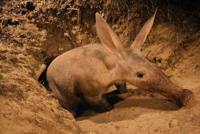 Трубкозуб: забавный зверёк, благодаря которому многие животные в Африке имеют крышу над головой - porosenka.net - Африканская