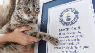 В Англии кошка намурлыкала на рекорд - porosenka.net - Англия