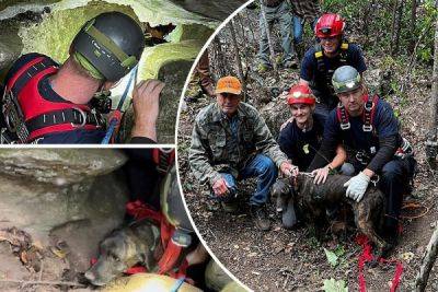 В США спасли собаку, которая три дня просидела в пещере с медведем - porosenka.net - Сша - штат Теннесси