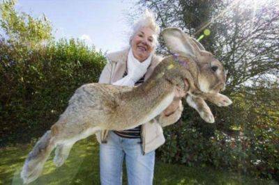 Вот как выглядит самый большой в мире кролик - lublusebya.ru