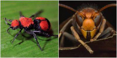 25 насекомых с самыми болезненными укусами - porosenka.net - Сша