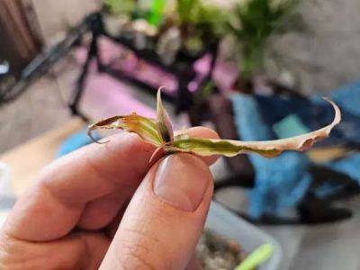 Лёгкий способ спасти любое растение: даже если остался один лист — нарастит новую корневую - lublusebya.ru