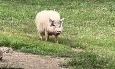 Взволнованная свинья пытается успеть на завтрак - porosenka.net - Сша - штат Южная Каролина - Sanctuary