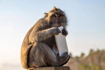 Мужчина хитростью вернул украденный обезьяной смартфон - porosenka.net - Индия