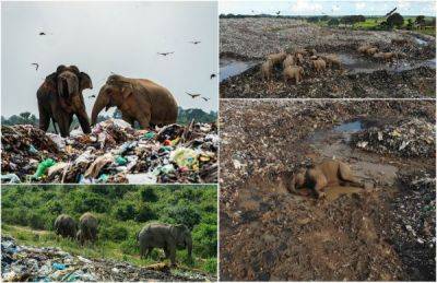 Трагическое зрелище: слоны питаются на свалке в Шри-Ланке и погибают после употребления пластика - porosenka.net - Шри Ланка