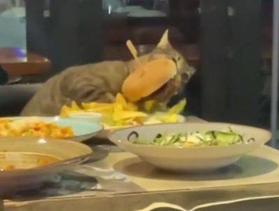 Кот стащил бургер со столика в ресторане - porosenka.net