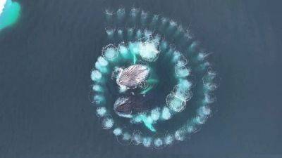 Невероятные кадры с беспилотника показывают, как горбатые киты создают последовательности Фибоначчи - porosenka.net