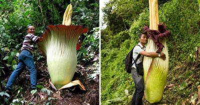 12 поразительных растений, которые поставили рекорды своими размерами - porosenka.net - Индия - Италия - Шри Ланка