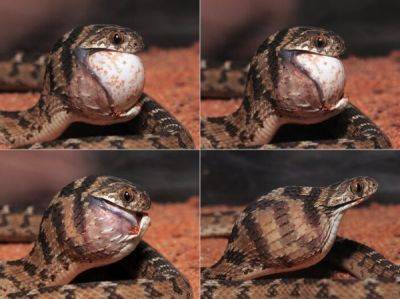 Яичная змея: ради пищи экстремально растягивает глотку и отрастила «зубы» на позвоночнике - porosenka.net - Африканская
