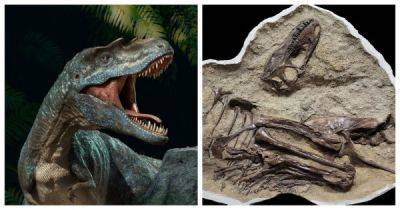 Последняя трапеза динозавра возрастом 75 млн лет - porosenka.net