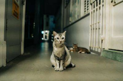 Кошки больше не вне закона в Сингапуре - porosenka.net - Сингапур - республика Коми - Республика Сингапур