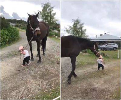 Восхитительный момент: 15-месячная девочка уверенно ведет свою лучшую подругу-лошадь по ферме - porosenka.net