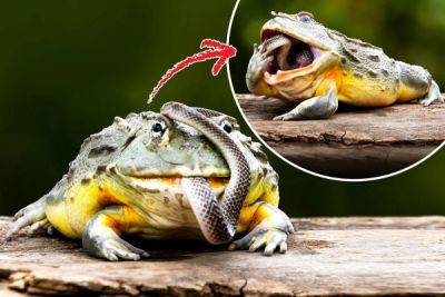 Лягушка-бык использует свои передние лапы, чтобы запихнуть змею в рот и проглотить ее целиком - porosenka.net - Индонезия - Джакарта