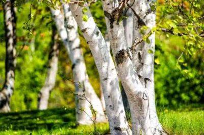 Популярные деревья, которые способны уничтожить ваш сад - lublusebya.ru