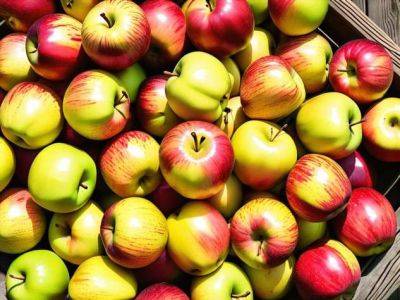 Яблоки Пепин: особенности сорта и агротехника - milayaya.ru
