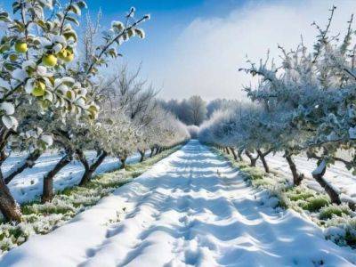 Зимние сорта яблок для подмосковья: как выбрать лучшие плоды на урожай