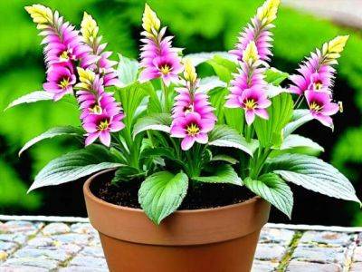 Катарантус: описание, условия выращивания и советы по содержанию этого комнатного цветка - milayaya.ru - Индонезия