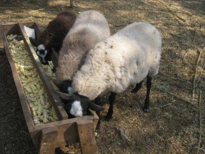 Кормушки для овец: виды, особенности, советы фермерам - milayaya.ru