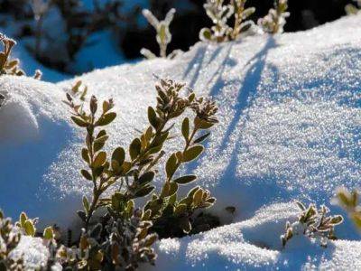 Защита сада и огорода от морозов: утепление снегом - lublusebya.ru