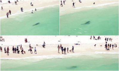Неприятный момент: посетители пляжа заметили огромную тигровую акулу, плывущую вдоль берега - porosenka.net