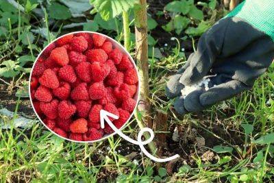 Чем подкормить малину весной для хорошего урожая: основные правила и подкормки - lifehelper.one