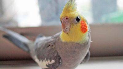 Корелла: интересные факты о попугае, особенности выращивания и ухода за ним - mur.tv - Австралия