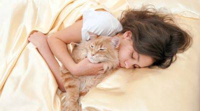 Почему кошки любят спать на людях - mur.tv