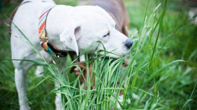 Почему собака жует траву - mur.tv - республика Коми