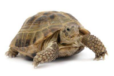 Какими бывают черепахи? - lifehelper.one - Китай - Вьетнам - Сан-Диего