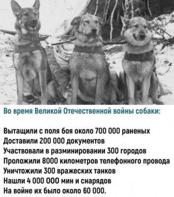 Исторические фото собак - porosenka.net