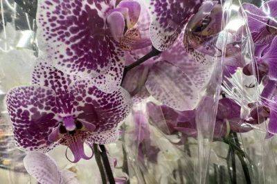 Какие приметы связаны с орхидеей: где нельзя ставить цветок в доме - lifehelper.one