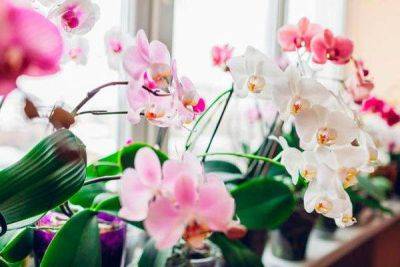 Как ухаживать за орхидеей: советы и рекомендации - lifehelper.one