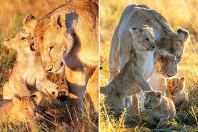 Дерзкий львенок пристает к своей бабушке, когда они переезжают в новое логово - porosenka.net - Кения - Африканская