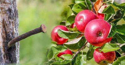 Мой дед был смышленым садоводом и учил меня, что если вбить гвоздь в яблоню, произойдет чудо - lifehelper.one
