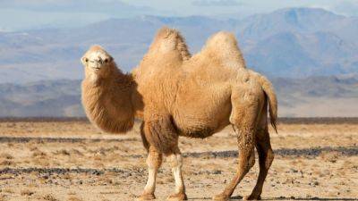 Пустынные животные: верблюды, джейраны и фенеки - mur.tv - Иран - Афганистан