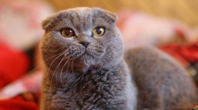 Шотландский вислоухий кот: с какими проблемами может столкнуться хозяин - mur.tv