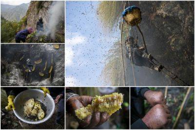 Опасная работа: охотники за диким медом в Непале - porosenka.net - Непал