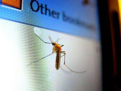 Чем опасны укусы комаров и как от них спасаться? - lifehelper.one - Россия - Бангладеш