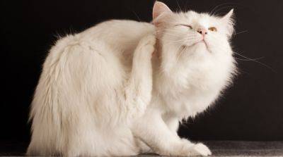 Блохи у кошек: советы по уходу за больным животным - mur.tv