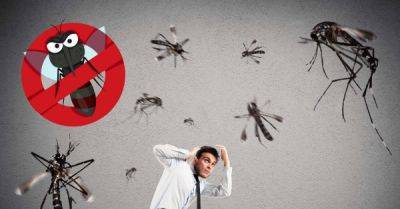 9 советов, которые помогут избавиться от комаров в доме - ФОКУС ВНИМАНИЯ - fokus-vnimaniya.com