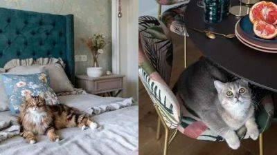 Лучшие породы кошек для квартиры: топ-5, полезные советы, фото - lublusebya.ru