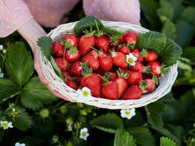 Самые полезные летние ягоды, в которых содержится мало сахара - lifehelper.one - республика Коми