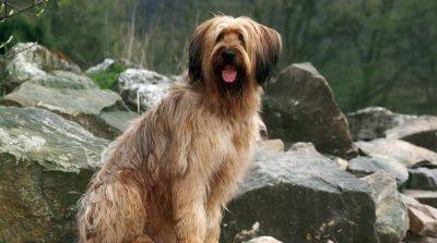 Моя идеальная собака: бриарская овчарка - mur.tv