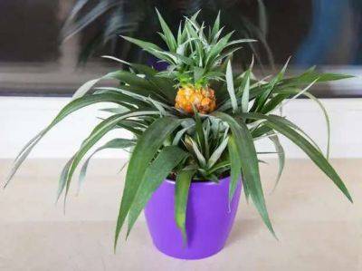Как вырастить ананас из верхушки - lublusebya.ru