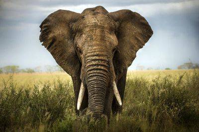Для чего отмечается Всемирный день защиты слонов в зоопарках? - shkolazhizni.ru - Россия - Индия - штат Калифорния